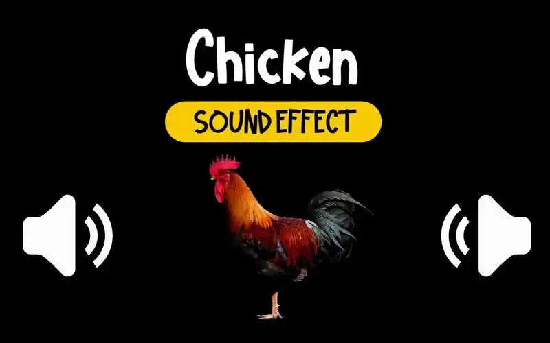 鸡 公鸡 叫声 动物 音效 (hq)