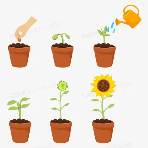 卡通矢量向日葵播种培育过程素材