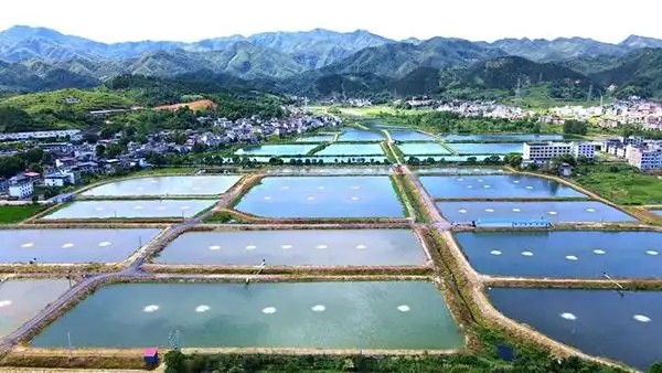 萍乡南坑:千亩鱼塘美如画 乡村振兴促发展_原创_江西网络广播电视台