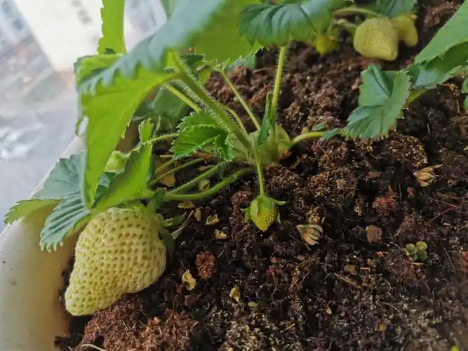 草莓种下去两个月的状态