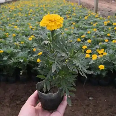 孔雀草幼苗孔雀草绿化苗木承玉花卉