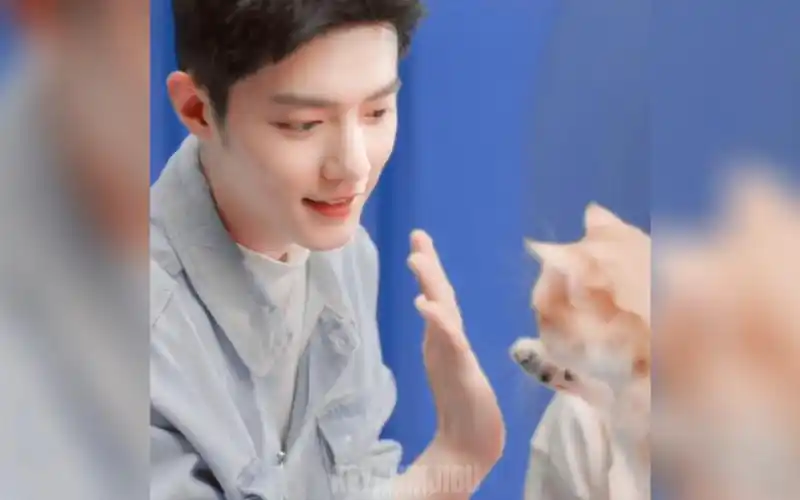 肖战撸猫太治愈了