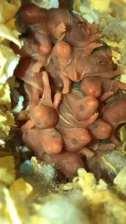 刚出生的小老鼠,有点吓人的感觉