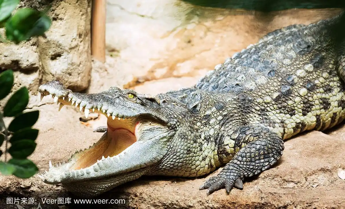 暹罗鳄,暹罗猫,鳄鱼,自然,野生动物
