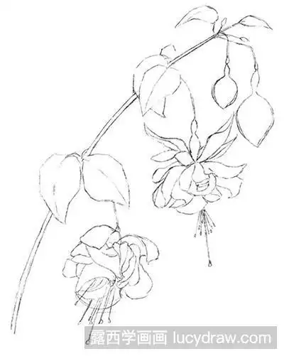 倒挂金钟原产于墨西哥,在分类学上属于倒挂金钟属植物,又被称做吊钟