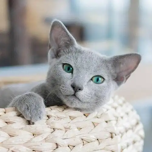 俄罗斯蓝猫 碧绿的眼睛太迷人了!