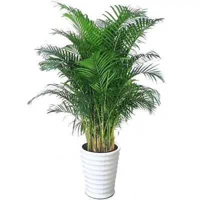 凤尾竹大盆栽观叶植物散尾葵室内客厅大型绿植富贵椰四季常青包邮