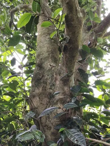 这棵老茶树见证了倮(罗)家8代人的沧桑岁月