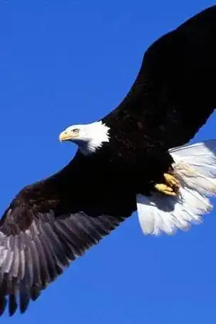 霸气老鹰图片大全大图 - 搜狗图片搜索