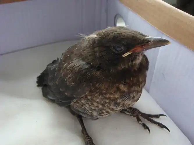 展开全部 是乌鸫的幼鸟,你说的那几根毛很快就会脱落.