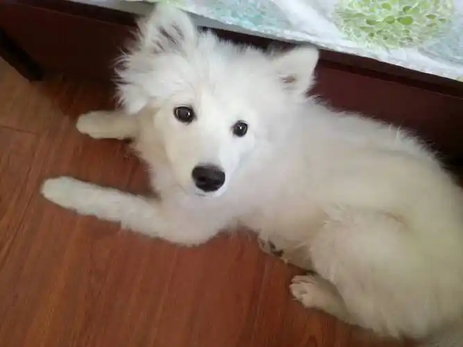 狗狗四个月大,求辨认是银狐还是萨摩耶,体重目前是16斤