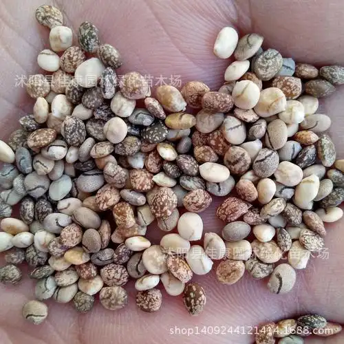 草花种子 鲁冰花种子 花卉 羽扇豆种子 1件=1斤