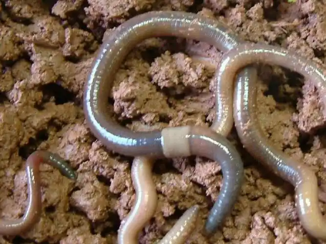 最新审定新人教版三年级科学上册蚯蚓精品ppt课件