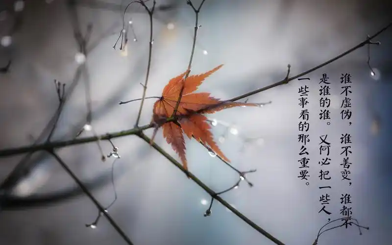 心痛心凉了的说说图片