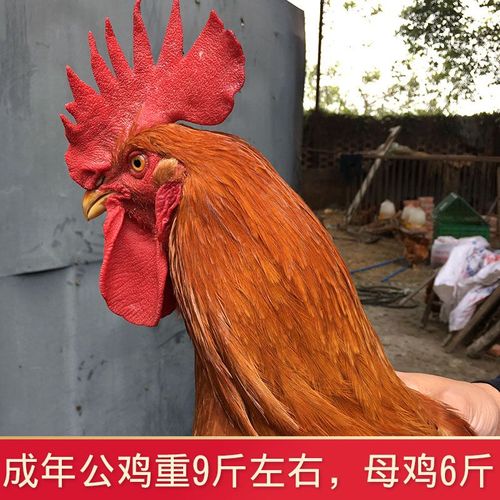 九斤黄种蛋受精蛋包邮九斤红红玉380黄杂鸡肉鸡蛋鸡可孵化黄脚肉