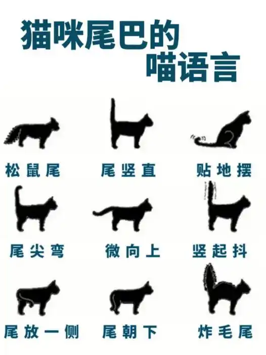 五分钟教会你猫咪的尾巴语言.