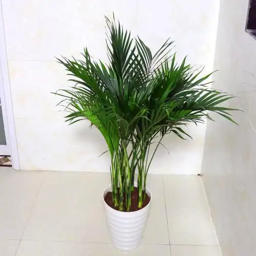 袖珍富贵椰子室内大型盆栽客厅观叶植物室内办公室花卉凤尾竹盆景盆栽