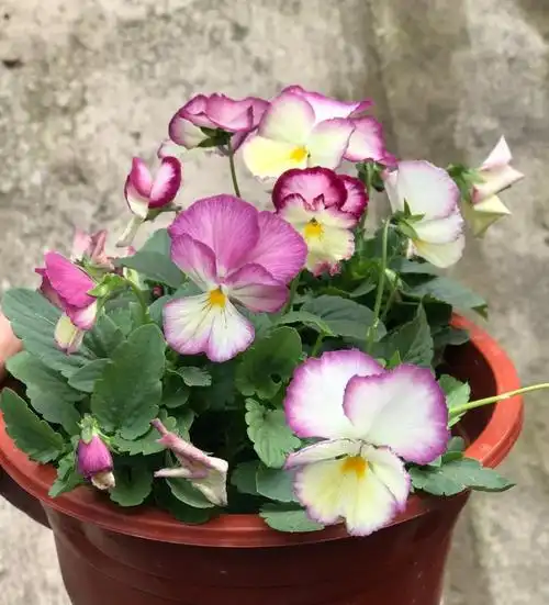 复古褶皱边三色堇盆栽角堇花苗观花植物冬季耐寒爆盆阳台花卉绿植