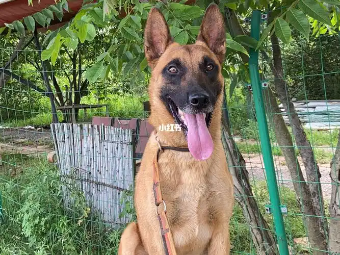 马犬出售狗崽崽完全遗传爸妈的精髓