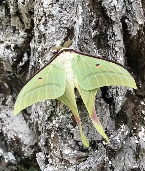 别不信,红配绿真的可以很优雅|蚕蛾|绿尾|幼虫|尾大|成虫_网易订阅
