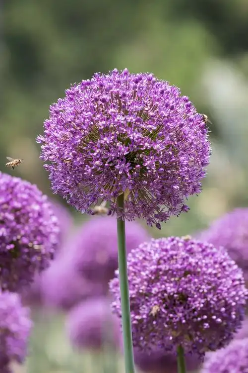 首发大花葱艳如美画