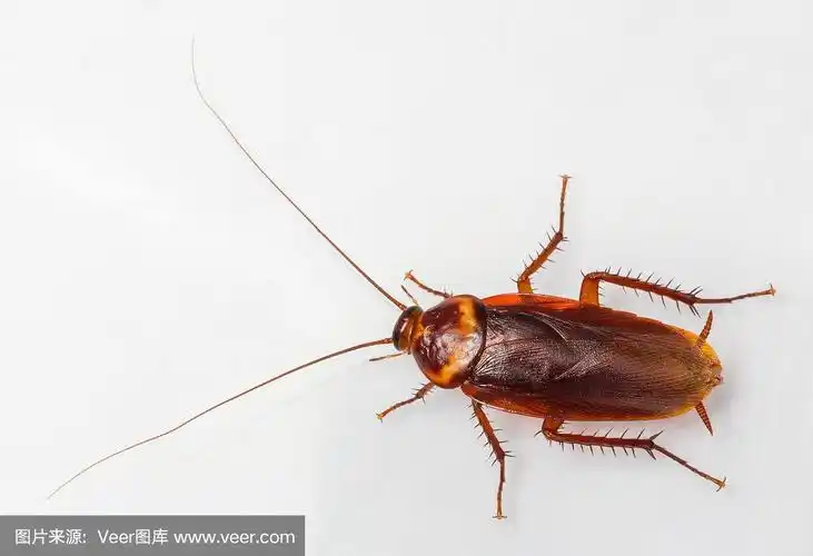 美洲蟑螂,褐色,水平画幅,动物身体部位,翅膀