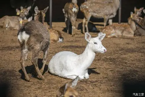 鹿乡镇,我们见到了一只纯白色的鹿,真是特别的漂亮
