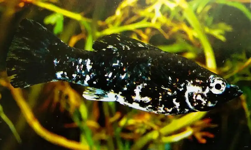 黑白花玛丽鱼,可以作为热带鱼养,也可以作为清道夫鱼