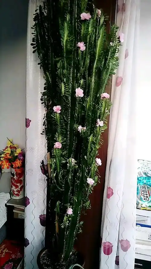 龙骨长的高,你见过龙骨开花没?花开得好漂亮啊!