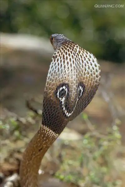 属 /a>动物的通称,是 a target="_blank" href="/item/眼镜蛇科/5594