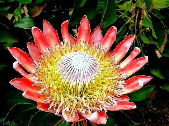 奇花异草,稀世罕见!