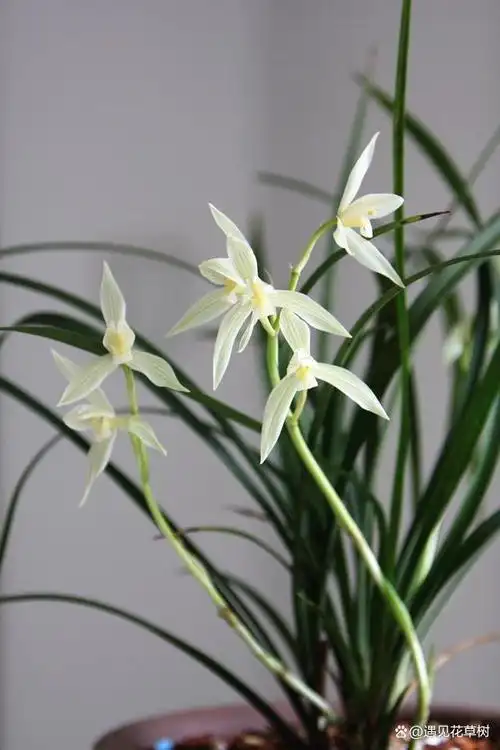 它曾是"滇兰之王",花色如雪,叶姿优美,香味浓,人称最美兰花