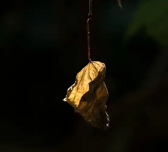 一片枯叶悬吊在树影中
