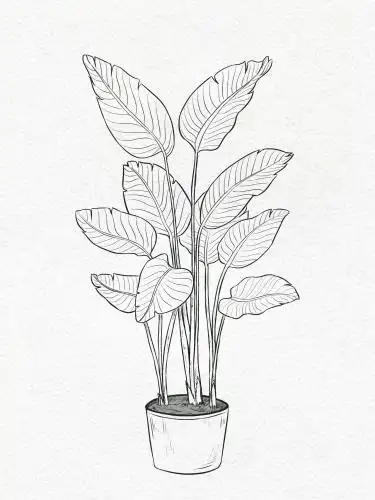 手绘植物线稿 绿植