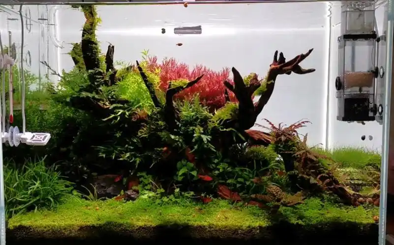 新开60缸水草造景