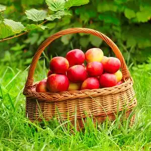 红色和黄色苹果在篮子里-秋在农村花园照片