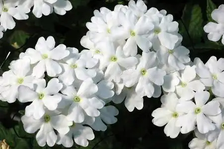 拖尾裙设计白色拖尾马鞭草花照片