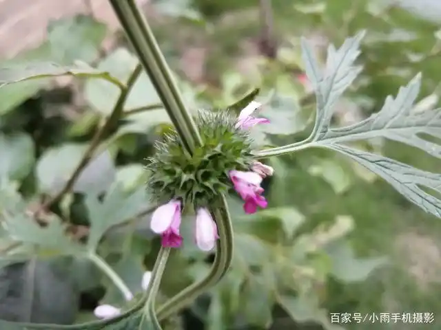 益母草,全草入药,可以治疗女性月经不调等症状