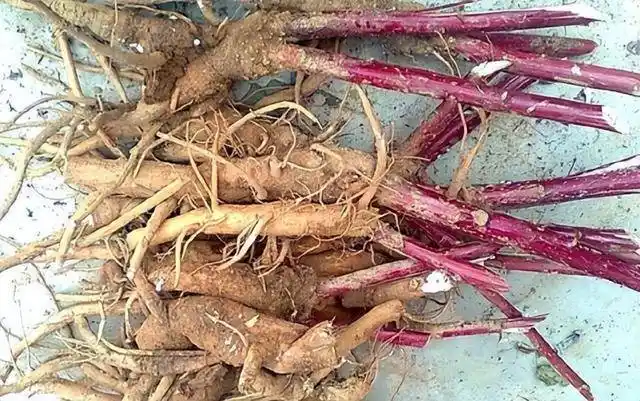 俗名见肿消整株有剧毒却有人充作人参贩卖很可耻