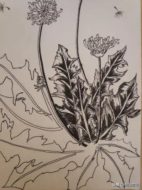 蒲公英怎么画简单一点(线描一起来一丛蒲公英真)(17)
