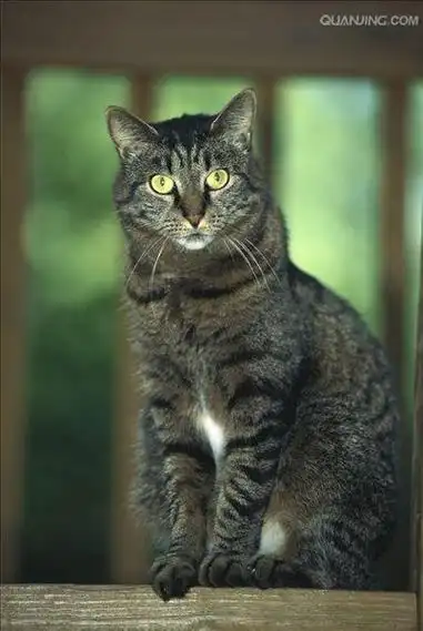 p>家猫(学名: i>felis catus /i>)俗称猫咪