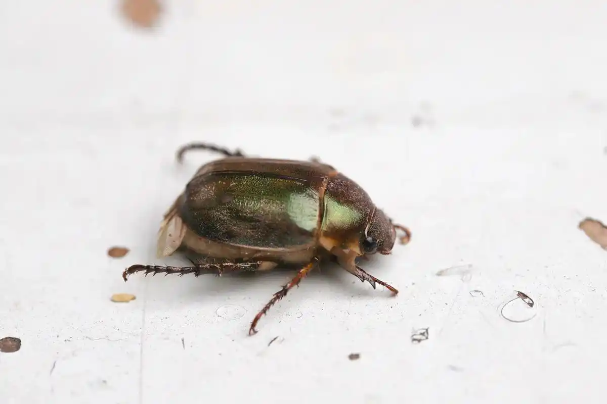 由于晚上窗纱作响,近看是个硬壳虫!只知俗名叫"金巴牛 - 抖音