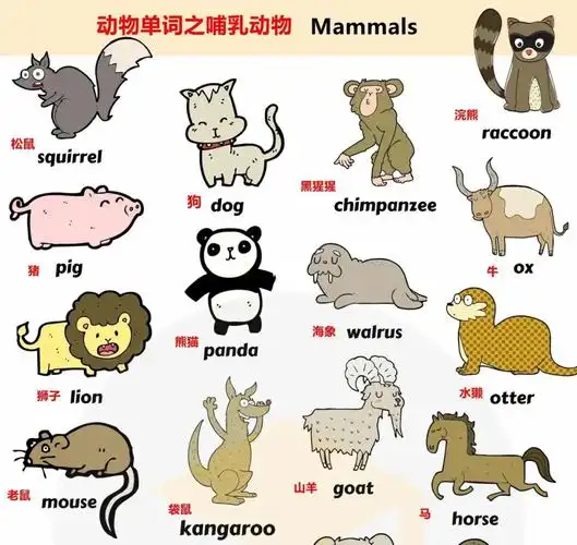分类单词动物单词之哺乳动物