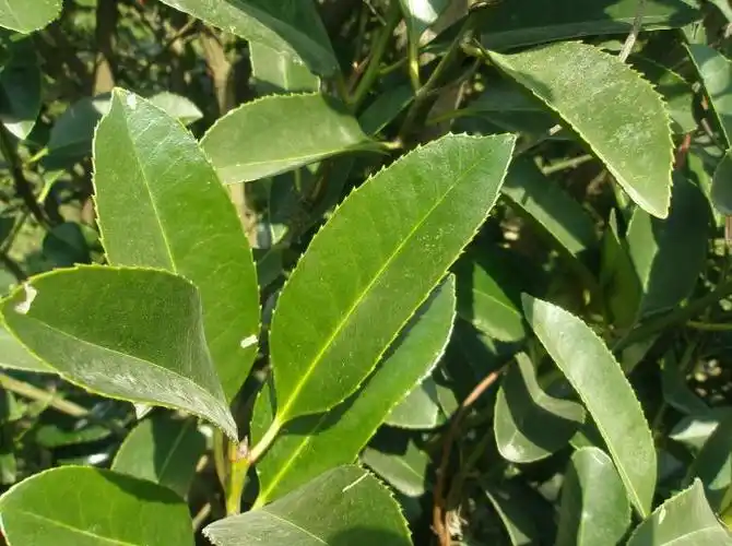 大叶冬青苦丁茶浙江17号