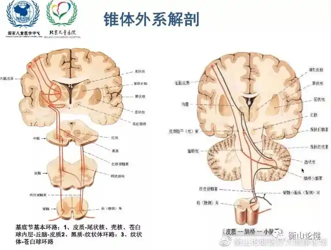 基底节解剖及功能 基底节有重要的 运动调解功能,对随意运动的稳定,肌