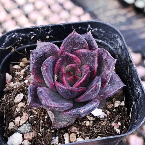 山东12年老店多肉黑玫瑰女王黑水晶多肉植物花卉绿植肉肉盆栽防辐