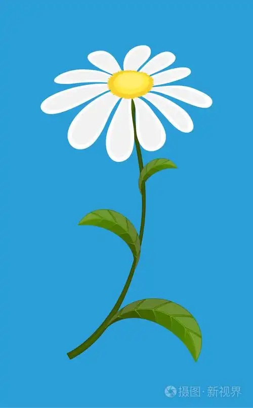 白色的雏菊矢量图