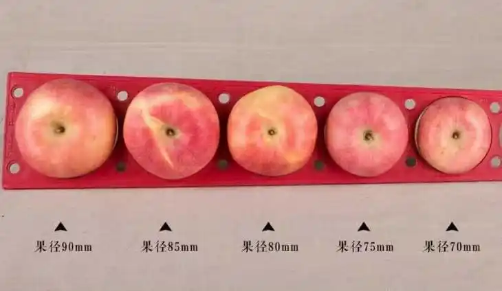 立君苹果|4月20日左右发货,从山东栖霞发出!