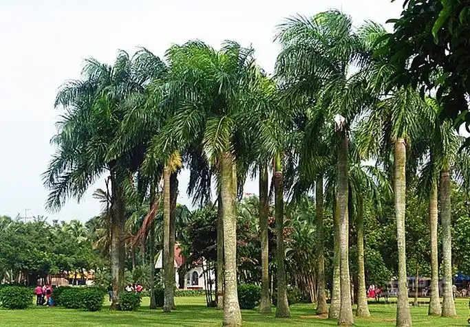 1.棕榈树栽于庭院,路边及花坛之中,树势挺拔,叶色葱茏,适于四季观赏.
