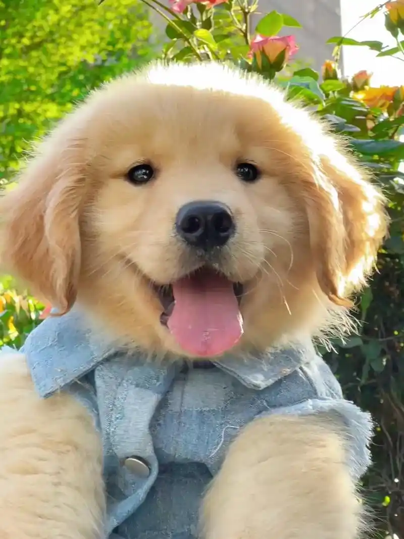 是谁还没有爱笑的小狗.#金毛 #小金毛的成长日记 #萌宠出道 - 抖音